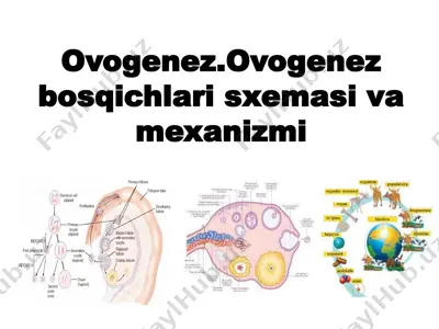 ovogenez.ovogenez bosqichlari sxemasi va mexanizmi — PPTX