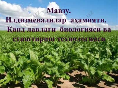 il'dizmevalilar ahomiati — PPT