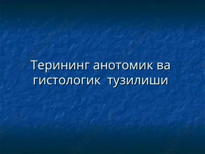 терининг анотомик ва гистологик  тузилиши — PPT