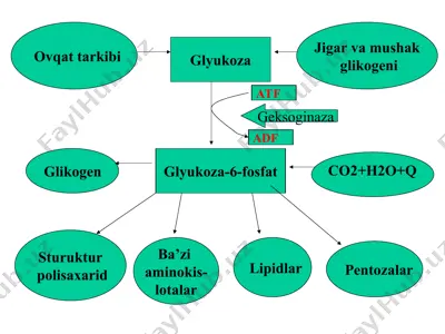 uglevodlar almashinuvi va funktsiyalari — PPTX