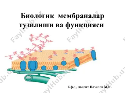 biologik membranalar tuzilishi va funksiyasi — PPT