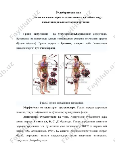 атлас ва жадвалларга асосланган одам ва хайвон вирус касалликлари аломатларини ўрганиш — PDF