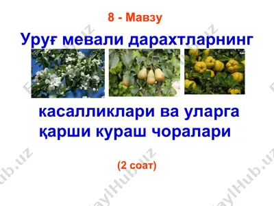 олма - malus domestica — PPT