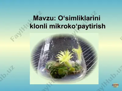 o‘simliklarini klonli mikroko‘paytirish — PPT