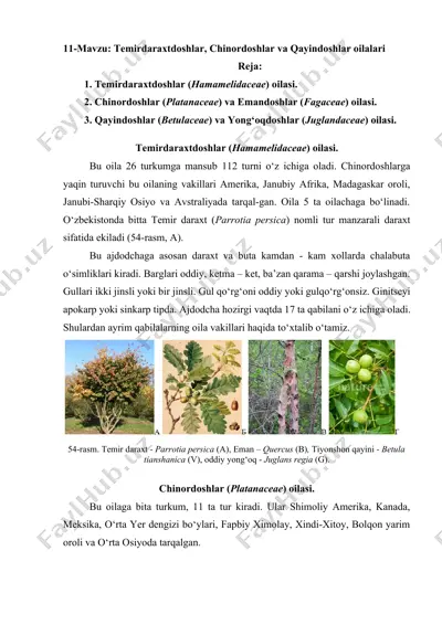 temirdaraxtdoshlar, chinordoshlar va qayindoshlar oilalari — DOCX