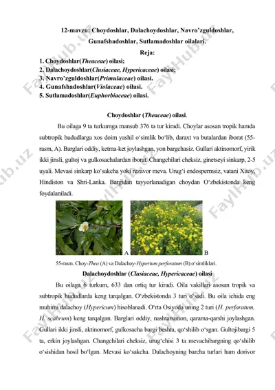 choydoshlar oilasi — DOCX