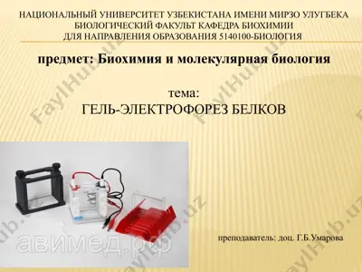 гель-электрофорез белков — PPTX