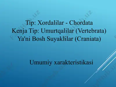 umurtqalilar (vertebrata) — PPTX