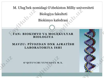 piyozdan dnk ajratish laboratoriya ishi — PPTX