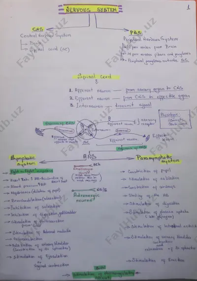 o‘zbekistonda ishlab chiqarilayotgan avtomobillar — PDF
