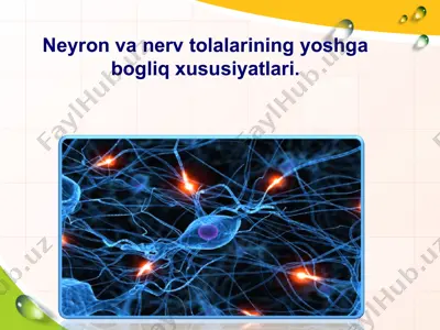neyron va nerv tolalarining yoshga bog‘liq xususiyatlari — PPT