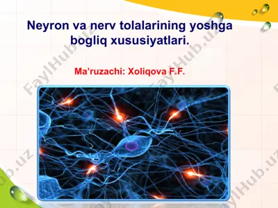 neyron va nerv tolalarining yoshga bog‘liq xususiyatlari — PPT