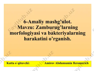 zamburug’larning morfologiyasi va bakteriyalarning harakatini o’rganish — PPTX