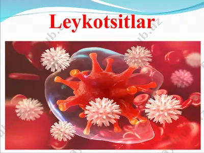leykotsitlar — PPT