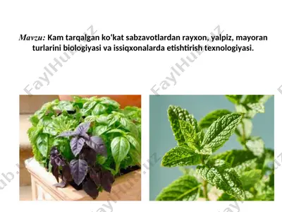 kam tarqalgan ko‘kat sabzavotlardan rayxon, yalpiz, mayoran turlarini biologiyasi va issiqxonalarda etishtirish texnologiyasi — PPT