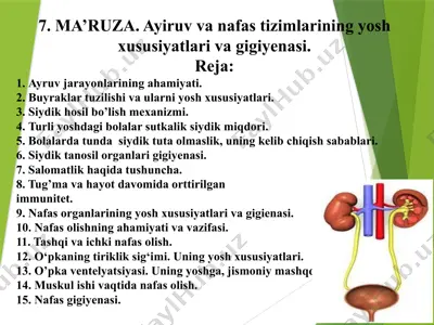 ma’ruza. ayiruv va nafas tizimlarining yosh xususiyatlari va gigiyenasi — PPTX