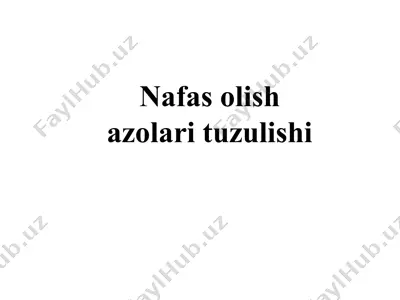 nafas olish a'zolari tuzilishi — PPT