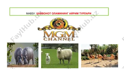 hayvonot olamining ayrim turlari — PPTX