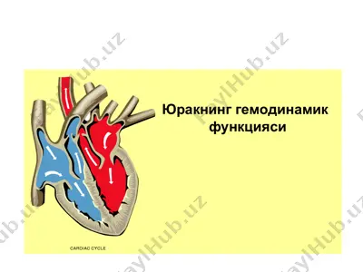 юракнинг гемодинамик функцияси — PPT