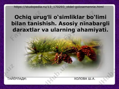 ochiq urug’li o‘simliklar bo‘limi: ninabargli daraxtlar va ularning ahamiyati — PPT