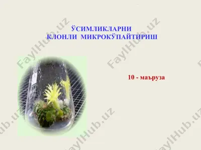 oʻsimliklarni klonli mikrokўpaytirish — PPT
