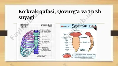 ko‘krak qafasi, qovurg‘alar va to‘s suyak — PPTX