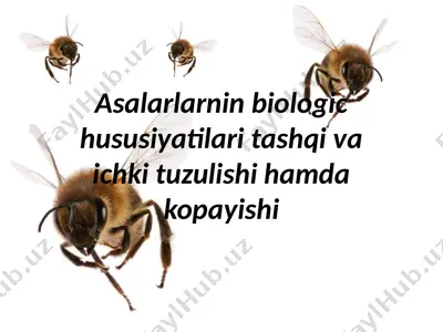 asalarilarning biologik xususiyatlari, tashqi va ichki tuzilishi hamda ko‘payishi — PPTX