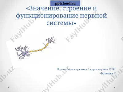 значение, строение и функционирование нервной системы — PPTX