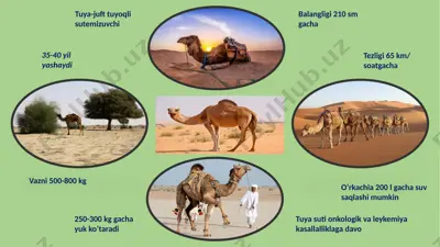 tuya-juft tuyoqli sutemizuvchi — PPTX