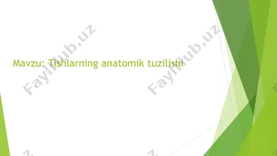 tishlarning anatomik tuzilishi — PPTX