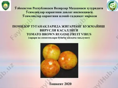 pomidor tuganaklarida jigarrang bujmaiyish virusi (tomato brown rugose fruit virus) — PPTX
