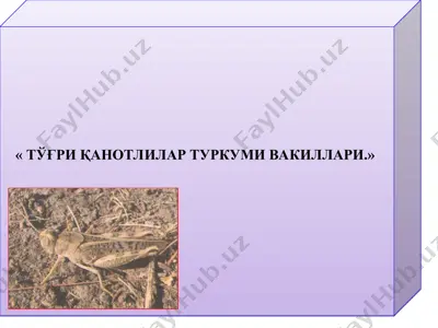 тўғри қанотлилар туркуми вакиллари — PPT