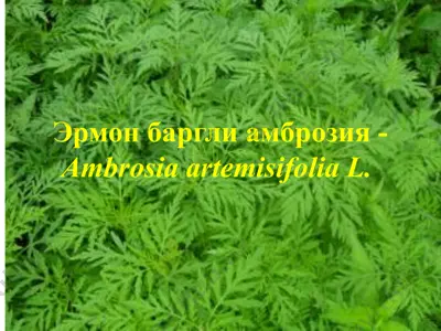 эрмон баргли амброзия (ambrosia artemisifolia l.) — PPTX