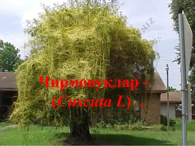 чирмовуқлар — PPTX