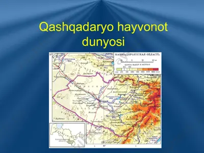 qashqadaryo hayvonot dunyosi — PPTX