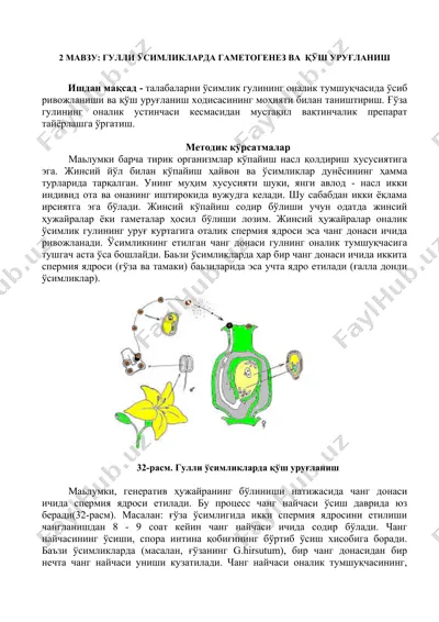 гулли ўсимликларда гаметогенез ва қўш уруғланиш — DOCX