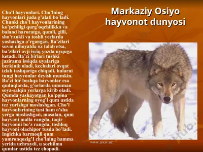 markaziy osiyo hayvonot dunyosi — PPT