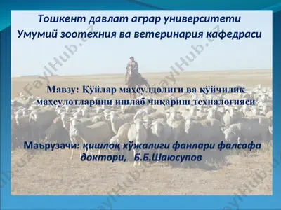 қўйлар маҳсулдолиги ва қўйчилик маҳсулотларини ишлаб чиқариш техналогияси — PPT