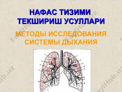 нафас тизими текшириш усуллари — PPT