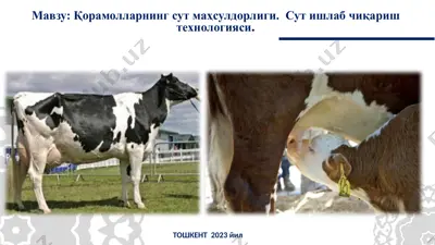 сут ишлаб чиқариш технологияси — PPTX