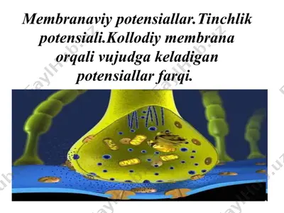 membranaviy potensiallar — PPT