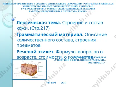 лексическая тема.строение и состав кожи.(стр.217) — PPTX