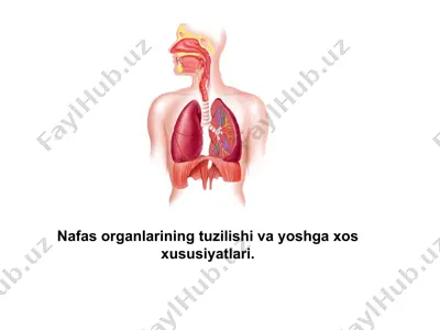 nafas organlarining tuzilishi va yoshga xos xususiyatlari — PPT