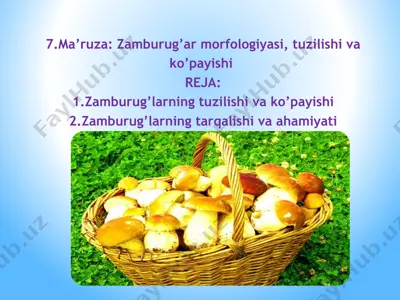 zamburug’lar morfologiyasi, tuzilishi va ko’payishi — PPTX