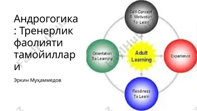 андрогогика: тренерлик фаолияти тамойиллари — PPTX