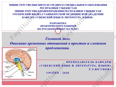 головной мозг.описаниевременных отношений в простом и сложном предложении. — PPTX
