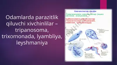 tripanosoma — PPTX