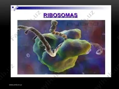 hujayraning membranasiz organoidlari — PPTX