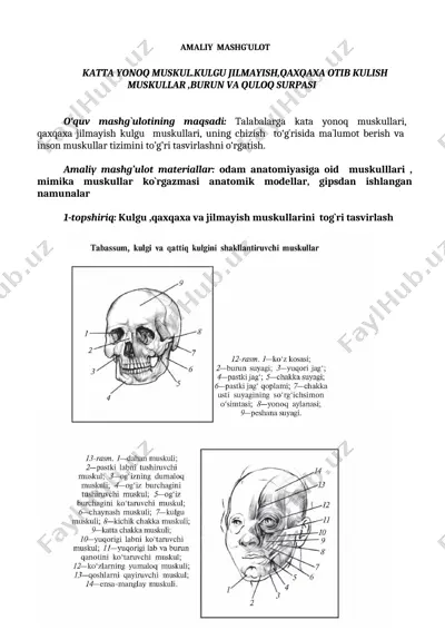 kulgu, qaxqaxa va jilmayish muskullari mashg'uloti — DOC
