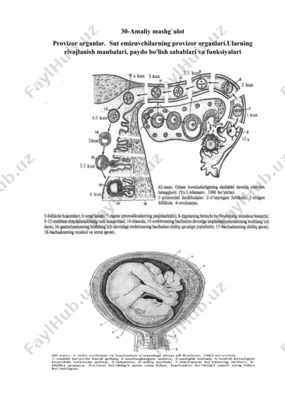 provizor organlar — DOCX